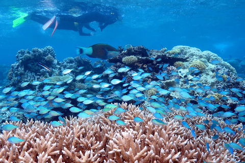 Silversonic Outer Great Barrier Reef Dive And Snorkel Cruise From Port Douglas - Accommodation QLD 5