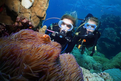 Quicksilver Dive 4 Day PADI Learn To Dive Course - Accommodation QLD 4