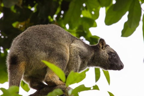 Cairns & Port Douglas All-Inclusive 7 Days Touring Package - Accommodation QLD 3
