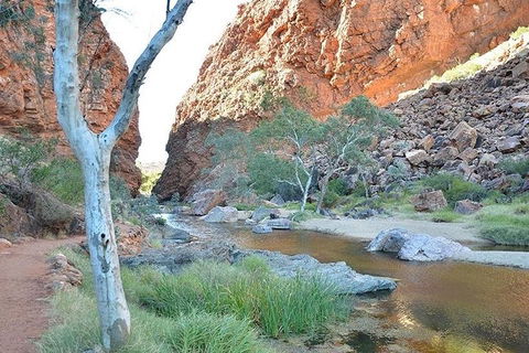 Alice Springs, Uluru Ayers Rock & Kings Canyon 8 Days Touring Package - Accommodation QLD 2