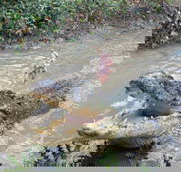 Top End Waterfalls and Wetlands - Accommodation QLD