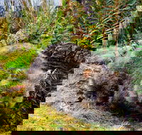 Cradle Mountain National Park Day Tour from Launceston - Accommodation QLD
