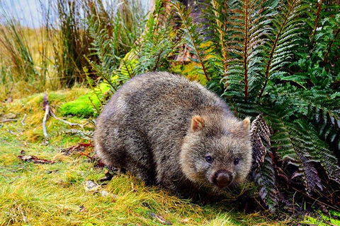 Cradle Mountain National Park Day Tour From Launceston - Accommodation QLD 0