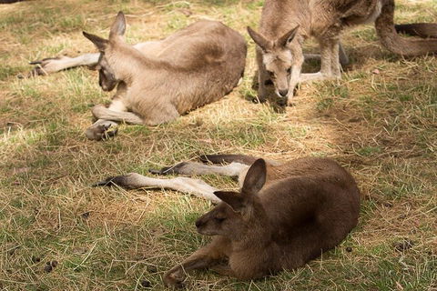 Bonorong Wildlife Park And Richmond Afternoon Tour From Hobart - Accommodation QLD 3
