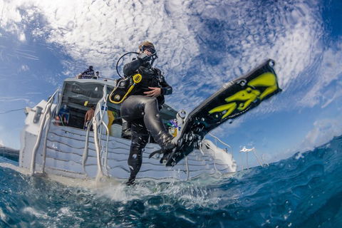 Silverswift Outer Great Barrier Reef Dive And Snorkel Cruise From Cairns - Accommodation QLD 1