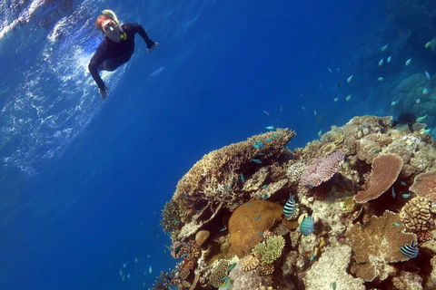 Silverswift Outer Great Barrier Reef Dive And Snorkel Cruise From Cairns - Accommodation QLD 3