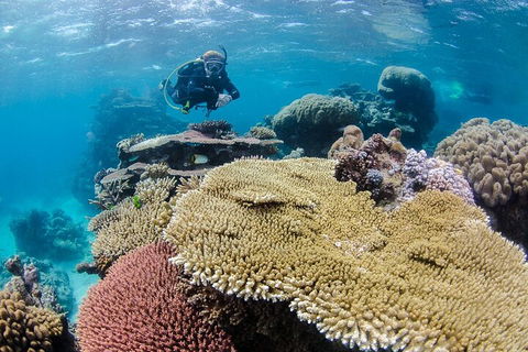 Silverswift Outer Great Barrier Reef Dive And Snorkel Cruise From Cairns - Accommodation QLD 5