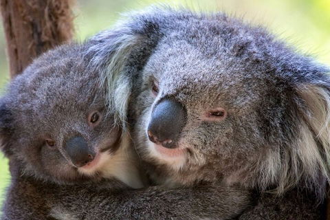 Half-Day Or Full-Day Tour With Private Guide From Melbourne - Accommodation QLD 1