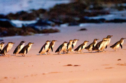 Half-Day Or Full-Day Tour With Private Guide From Melbourne - Accommodation QLD 5
