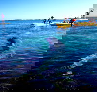 Penguin and Seal Islands Sea Kayaking Experience - Accommodation QLD