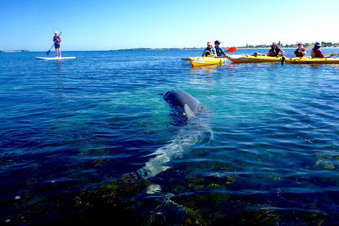 Penguin And Seal Islands Sea Kayaking Experience - Accommodation QLD 0
