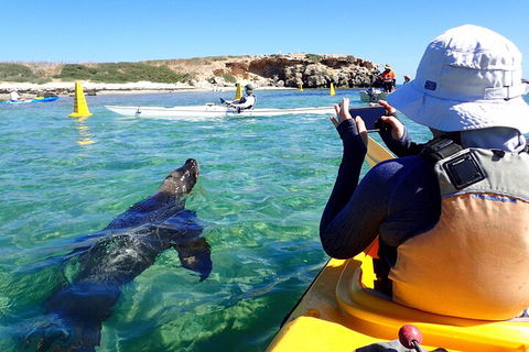 Penguin And Seal Islands Sea Kayaking Experience - Accommodation QLD 2