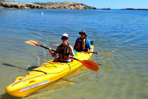 Penguin And Seal Islands Sea Kayaking Experience - Accommodation QLD 5