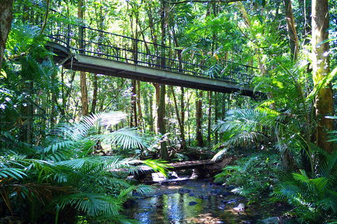 Cape Tribulation, Mossman Gorge, And Daintree Rainforest Day Trip From Cairns Or Port Douglas - Accommodation QLD 3