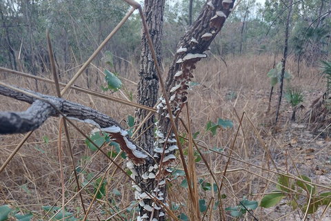 One Day Litchfield Park Adventures - Accommodation QLD 3