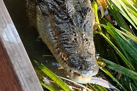 Litchfield Park Adventures And Jumping Crocodile Cruise + Butterfly Farm - Accommodation QLD 1