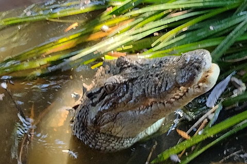 Litchfield Park Adventures And Jumping Crocodile Cruise + Butterfly Farm - Accommodation QLD 4
