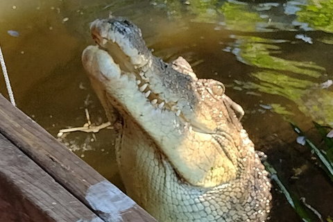 Litchfield Park Adventures And Jumping Crocodile Cruise + Butterfly Farm - Accommodation QLD 5