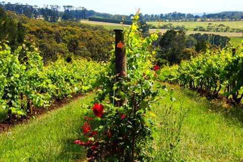 Mornington Peninsula Sightseeing Tour For 2-6 Guests. - Accommodation QLD 3