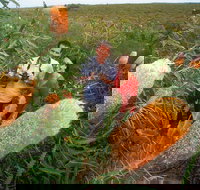 Best of Perth Wildflower Season Day Trip - Accommodation QLD