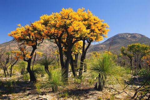 Best Of Perth Wildflower Season Day Trip - Accommodation QLD 3