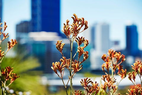 Best Of Perth Wildflower Season Day Trip - Accommodation QLD 4