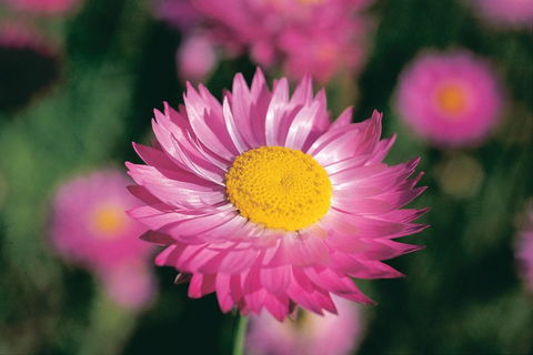 Best Of Perth Wildflower Season Day Trip - Accommodation QLD 5