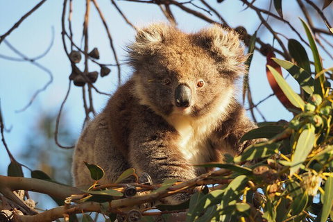 2-Hour Koala Walking Tour In Kangaroo Island - Accommodation QLD 0