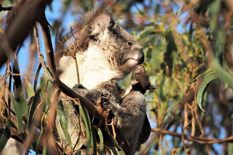 2-Hour Koala Walking Tour In Kangaroo Island - Accommodation QLD 1