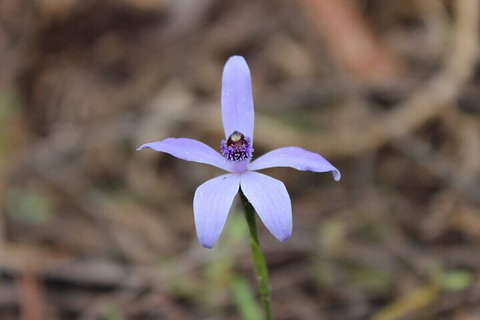 2-Hour Koala Walking Tour In Kangaroo Island - Accommodation QLD 2