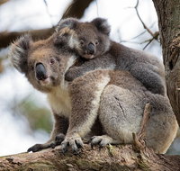 Great Ocean Road Sunset Tour from Melbourne - Accommodation QLD
