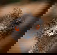 Currumbin Wildlife Sanctuary General Entry Ticket - Accommodation QLD