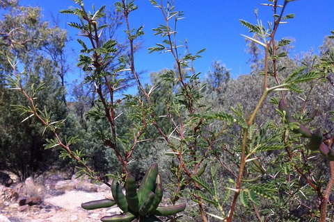 West MacDonnell Private Tour With Transfer - Accommodation QLD 5