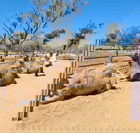West MacDonnell Ranges Half-Day Small-Group Tour with Camel Ride - Accommodation QLD