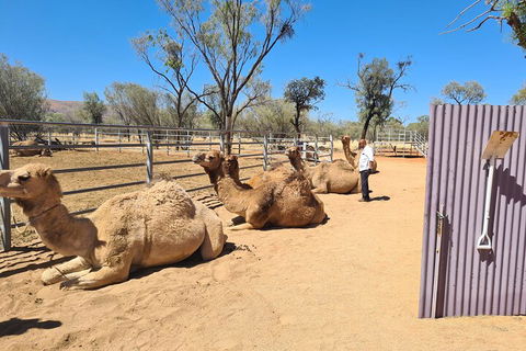 West MacDonnell Ranges Half-Day Small-Group Tour With Camel Ride - Accommodation QLD 0