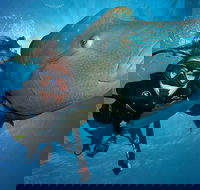 Great Barrier Reef Snorkeling and Diving Cruise from Cairns - Accommodation QLD