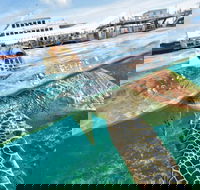 Scenic Helicopter Flight to Moore Reef and Return Snorkeling Cruise from Cairns - Accommodation QLD