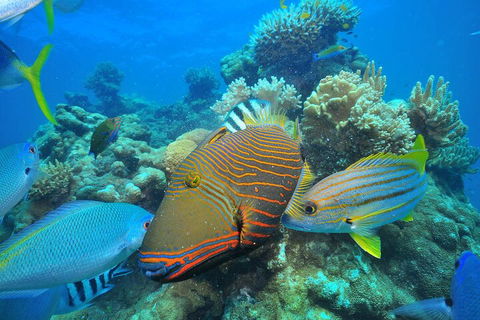 Fly To Green Island - Cruise Return - Accommodation QLD 1