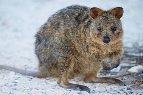 Rottnest Island Bike, Snorkel & Ferry Package From Perth - Accommodation QLD 3