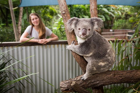 Hartley's Crocodile Adventures Day Trip From Cairns - Accommodation QLD 5