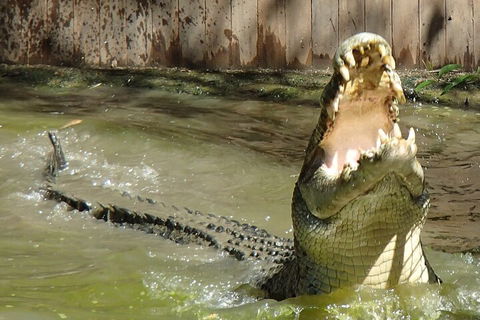 Hartley's Crocodile Adventures Day Trip From Palm Cove - Accommodation QLD 3
