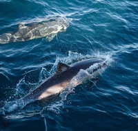 Sydney Whale-Watching Cruise