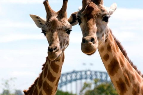 Sydney Harbour Ferry With Taronga Zoo Entry Ticket - Accommodation QLD 1