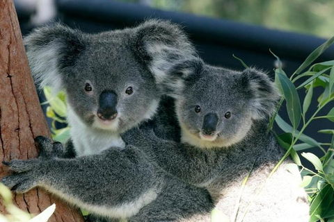 Sydney Harbour Ferry With Taronga Zoo Entry Ticket - Accommodation QLD 3