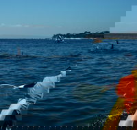 Mornington Peninsula Kayak Coastline Tour of Dolphin Sanctuary - Accommodation QLD