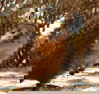 Wave Rock  Rottnest Island - Air  Ground Tour - Accommodation QLD