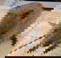 Wave Rock Pinnacles and Rottnest One Day Aeroplane Tour - Accommodation QLD