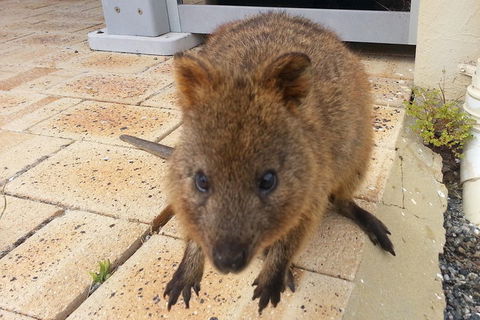 Wave Rock, Pinnacles And Rottnest One Day Aeroplane Tour - Accommodation QLD 0