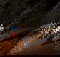 Alice Springs Desert Park Nocturnal Tour - Accommodation QLD