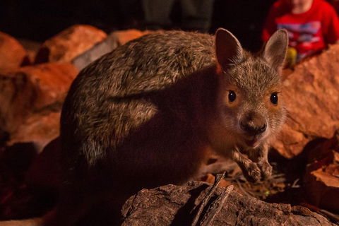 Alice Springs Desert Park Nocturnal Tour - Accommodation QLD 3
